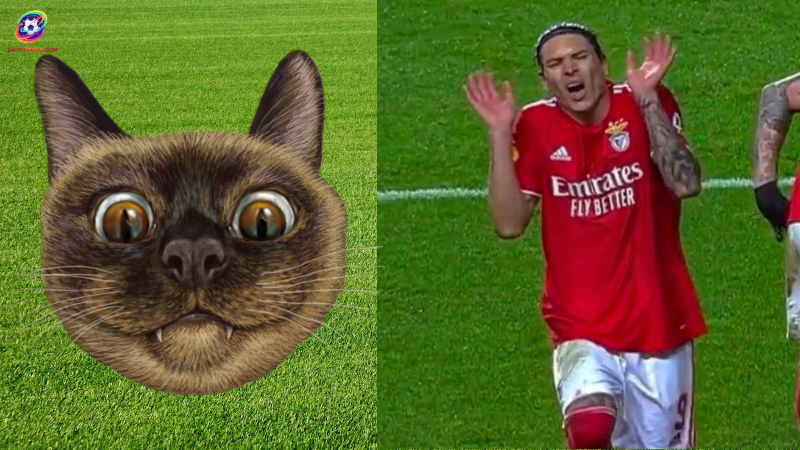 Sợ quá đi mất thôi - From Darwin